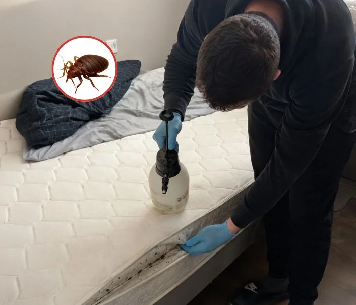 Technicien traitant un matelas contre les punaises de lit à Valmondois